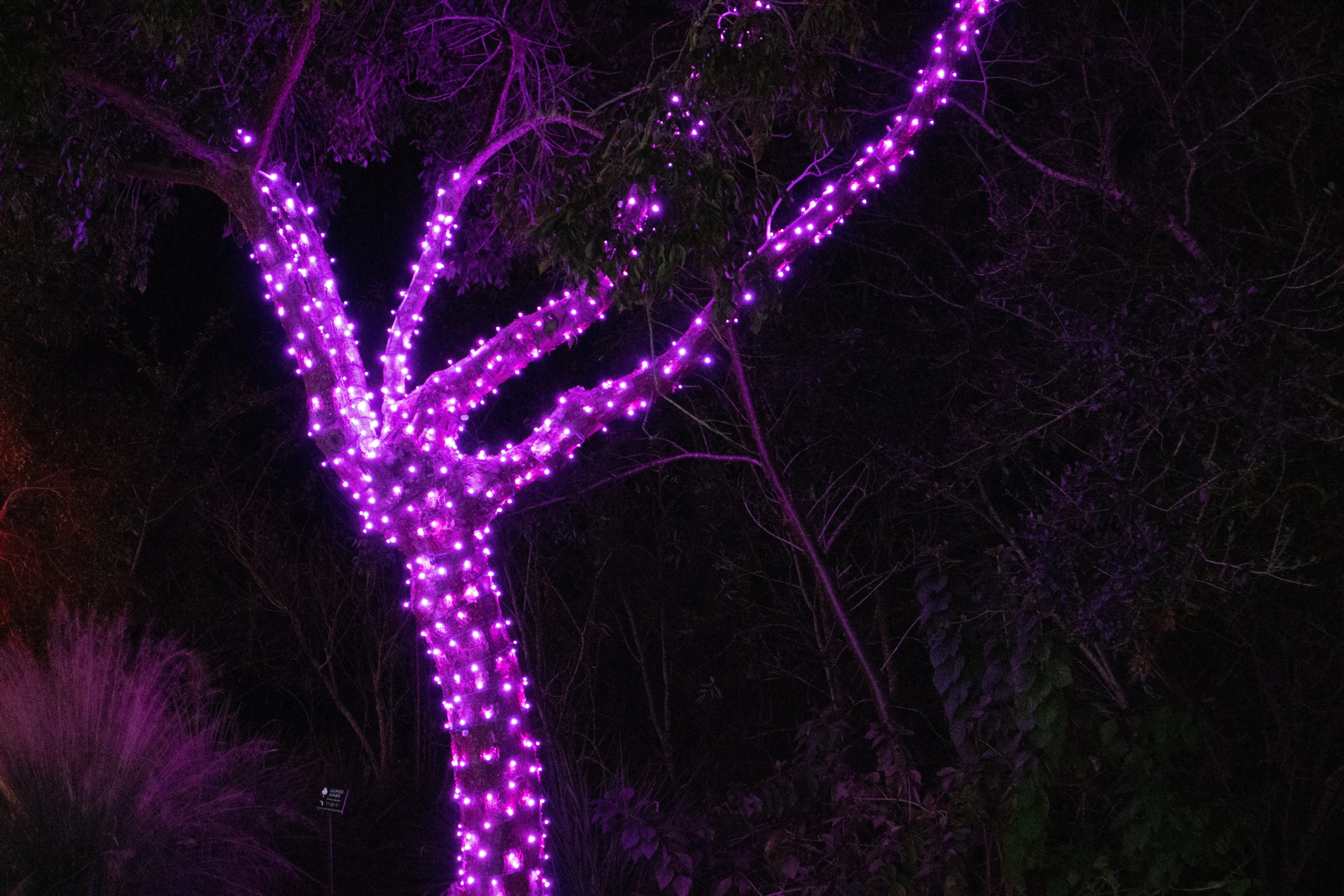 M5 LED Christmas Lights 50L Pink